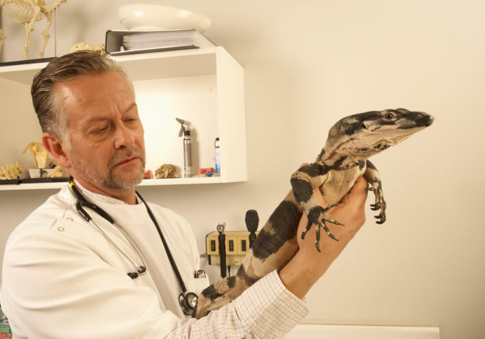 How to Find a Good Herp Veterinarian 