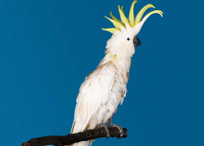 Top 5 Exotic Pet Birds | Superpages