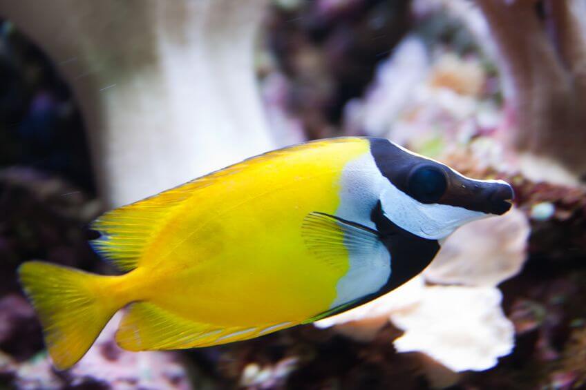 common saltwater aquarium fish